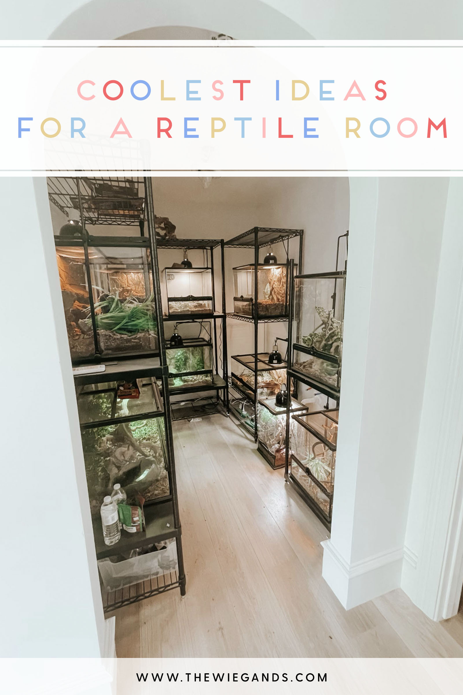 Reptile Room Ideas: Design Ideas